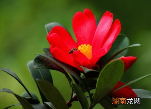 红山茶的寓意和花语是什么意思