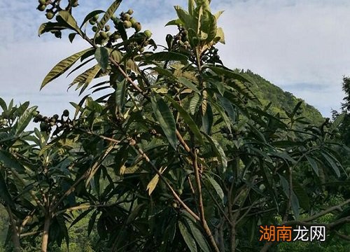 枇杷几月开花几月结果几月成熟