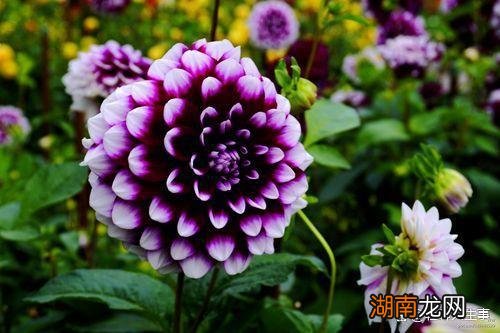 情感障碍是指什么情感小故事睡前故事