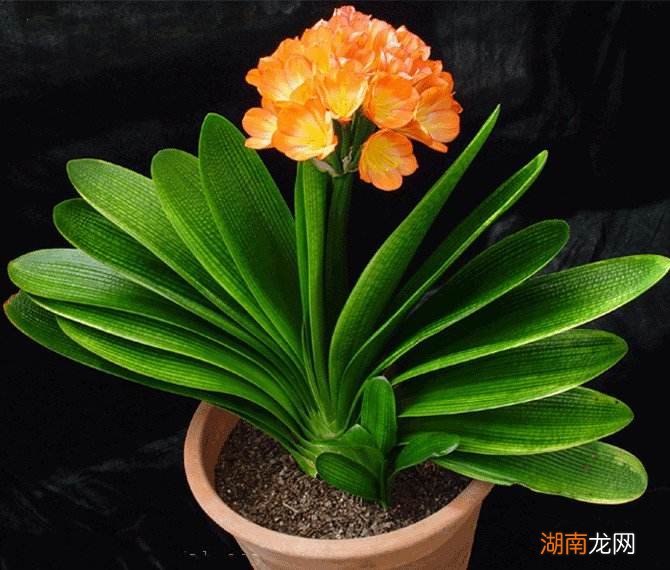 家里养什么花最旺财旺人又吉利