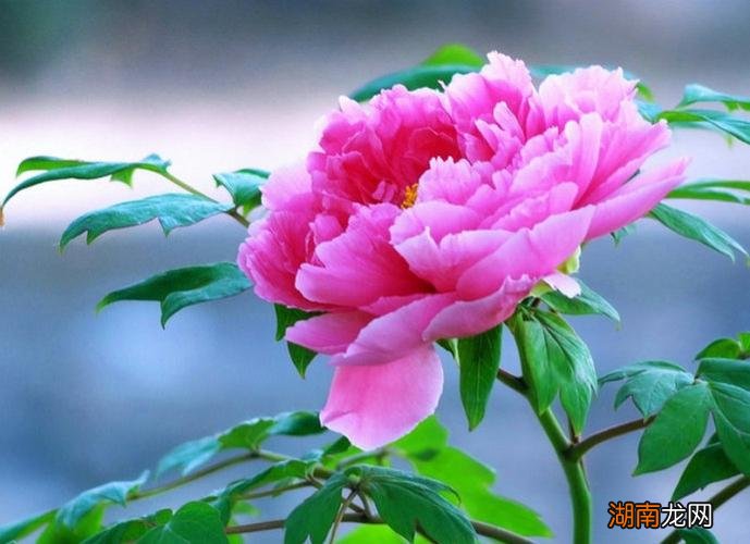 家里养什么花最旺财旺人又吉利