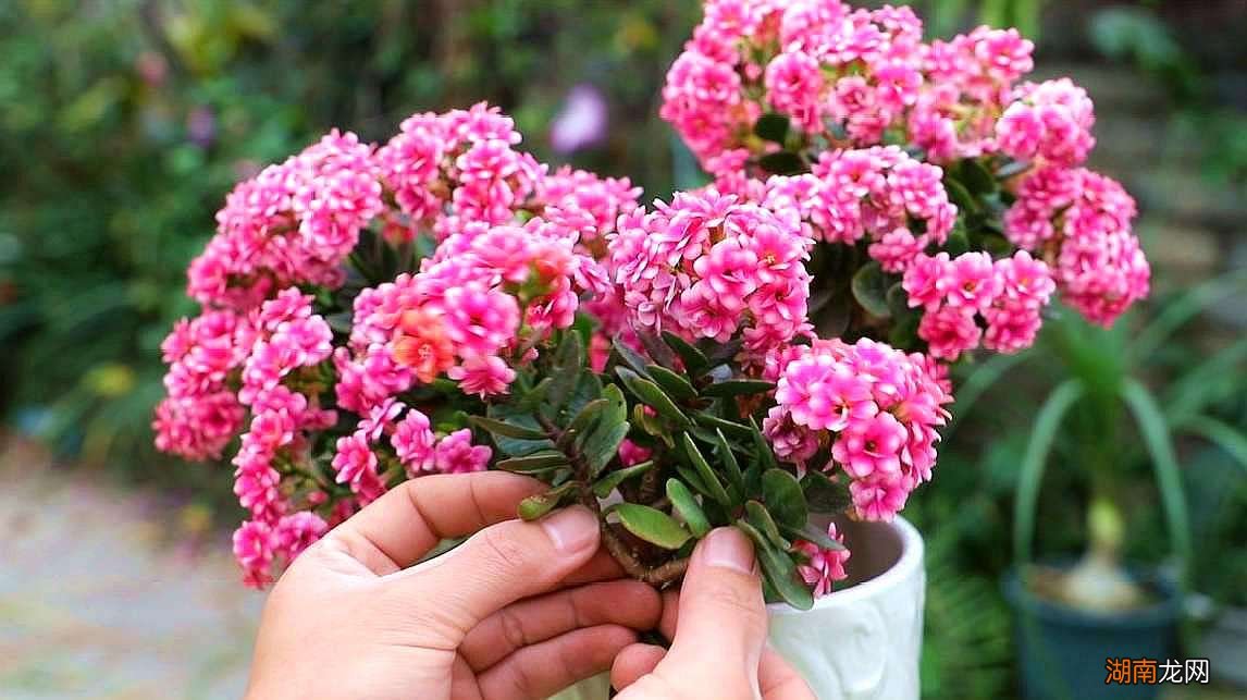 家里养什么花最旺财旺人又吉利