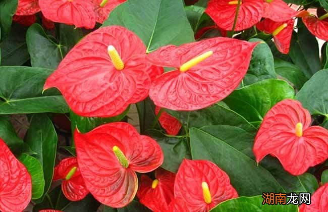 家里养什么花最旺财旺人又吉利