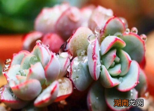 多肉太高了能剪下来吗 多肉植物应该在哪个季节割头