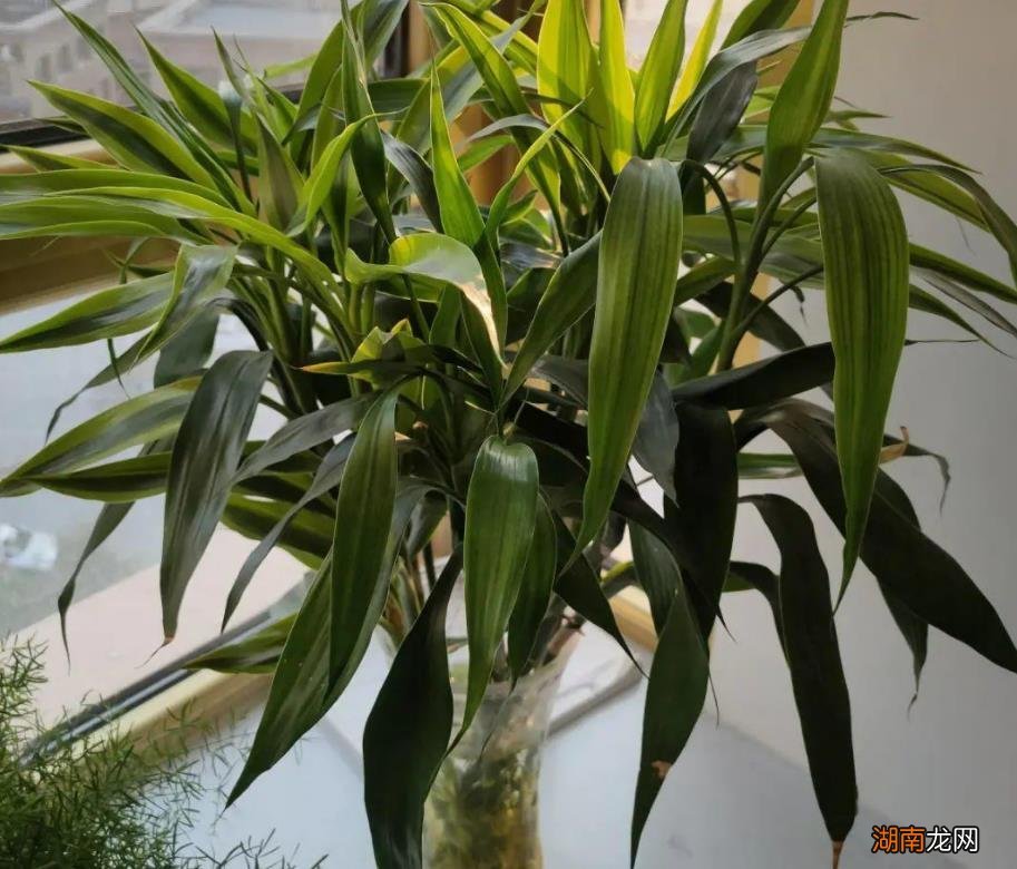 水养富贵竹杆子变黄补救措施 富贵竹杆发黄怎么急救