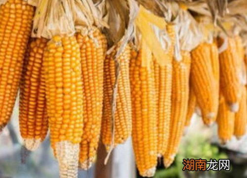 玉米为什么不能作为种子参与第二年的种植