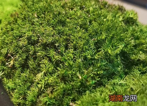 常见的10种苔藓植物名称及图片