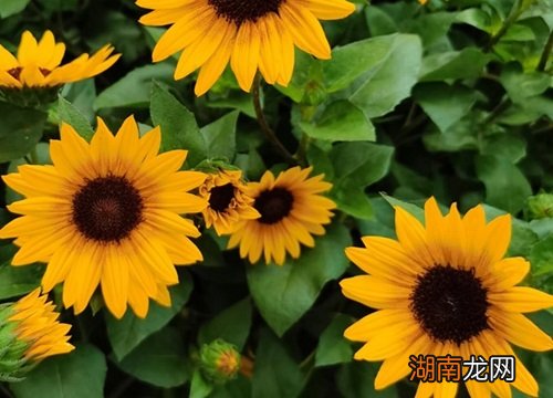 向日葵象征着什么精神品质