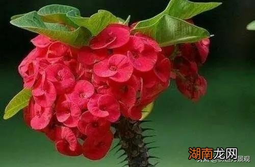 冬天开花的树有哪些品种及名字