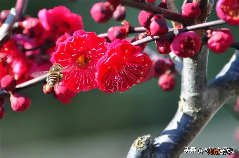 冬天开花的树有哪些品种及名字