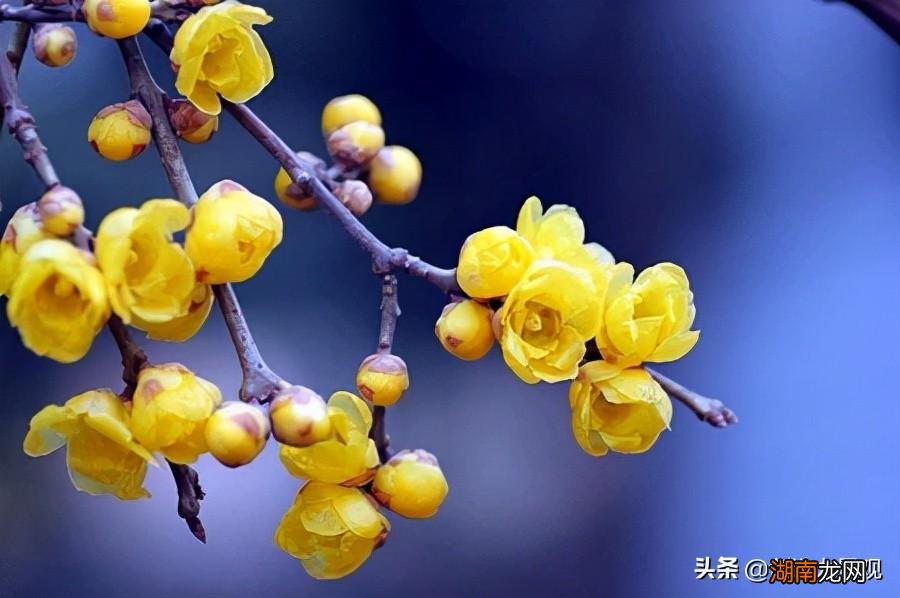 冬天开花的树有哪些品种及名字