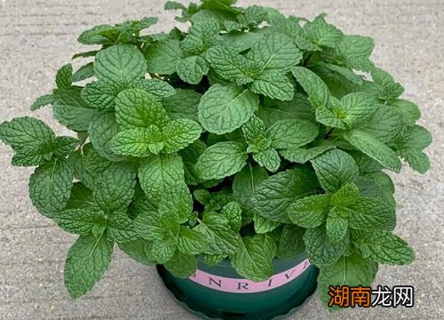 薄荷的光照及养护要点 薄荷能晒太阳吗