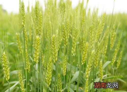 小麦施肥最佳时间和方法