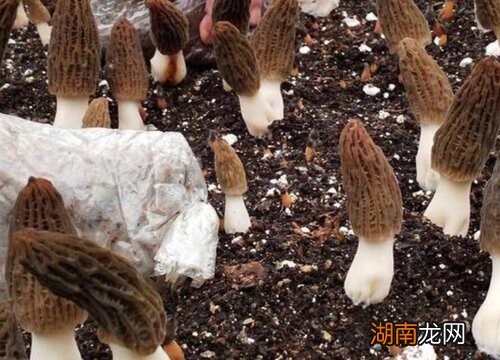 羊肚菌的种植条件要求和栽培方法