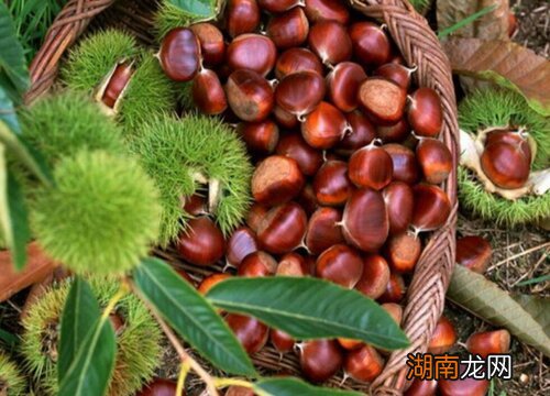 中国板栗13个产地盘点 栗子产地主要在哪个省