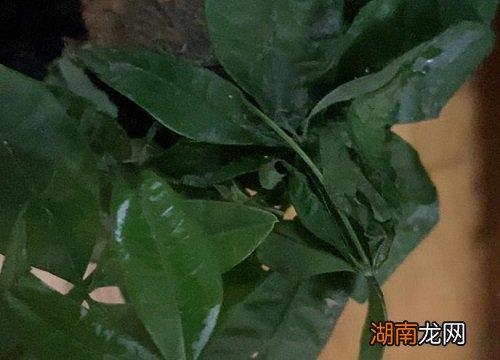 发财树秋天怎么养护与浇水才能更旺盛