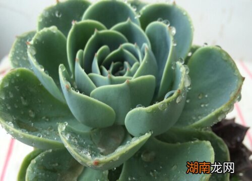 水培多肉能活多久时间 多肉水培方法和注意事项