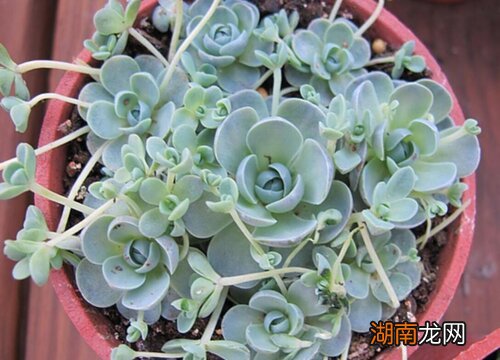 水培多肉能活多久时间 多肉水培方法和注意事项