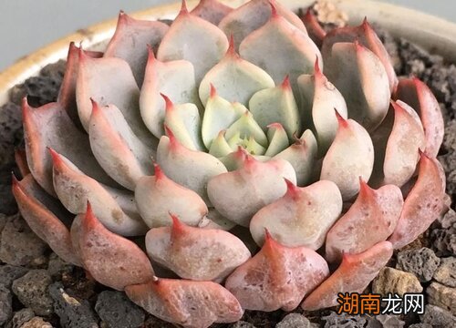 水培多肉能活多久时间 多肉水培方法和注意事项