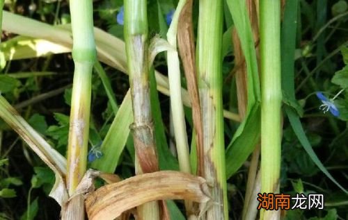 哪些药剂防治最有效 小麦纹枯病防治的最佳时期