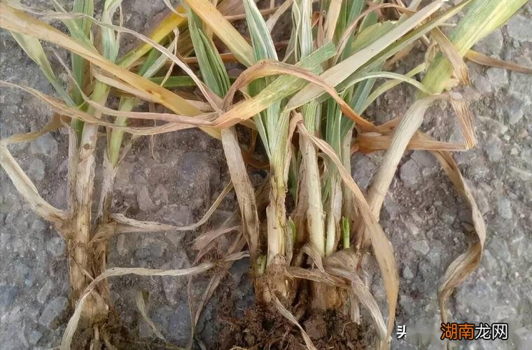 哪些药剂防治最有效 小麦纹枯病防治的最佳时期