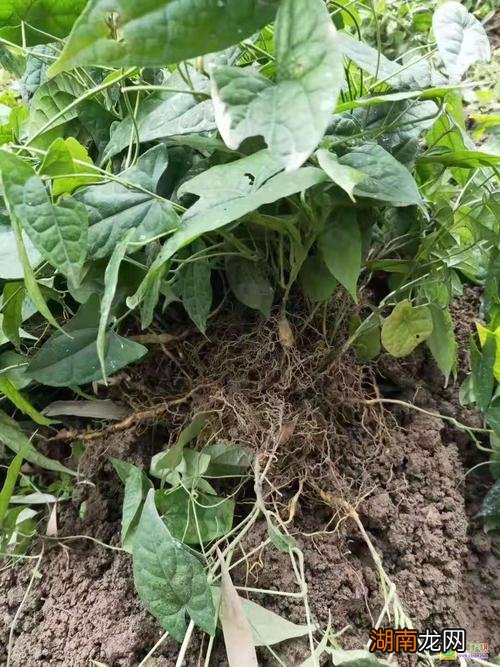 栽培地苦胆资料分享 地苦胆种植技术与管理方法