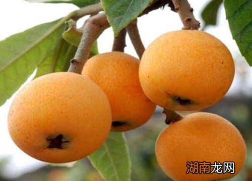 枇杷树什么时候施肥料最好活