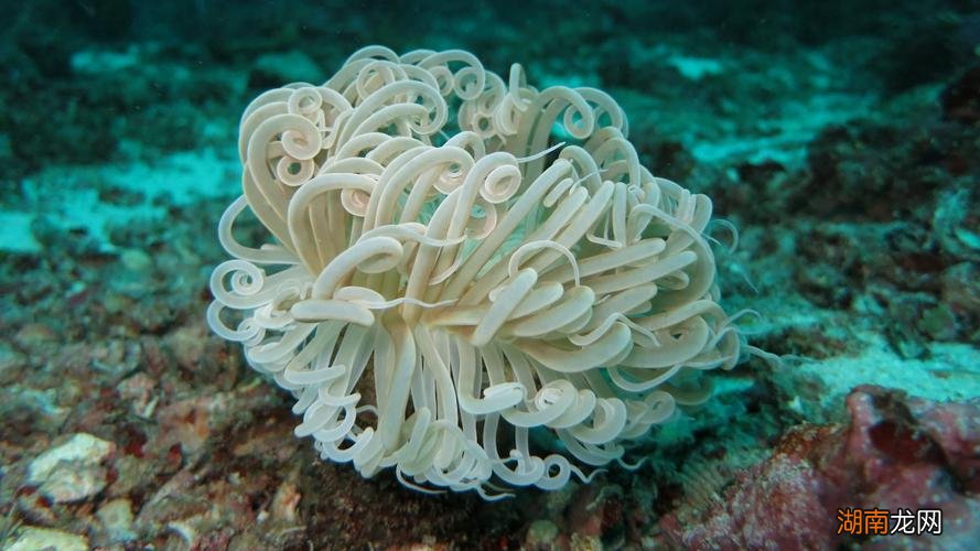 珊瑚是动物还是植物 珊瑚是生物吗请说明理由