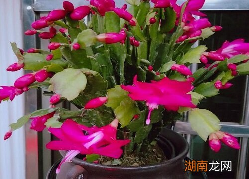 叶子发软原因及补救方法 蟹爪兰叶子发软怎么办