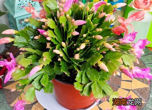 叶子发软原因及补救方法 蟹爪兰叶子发软怎么办