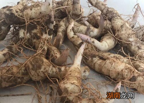 未来3年黄精种植前景分析