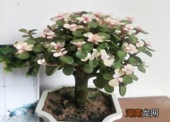 玉树怕冷吗耐寒吗多少度