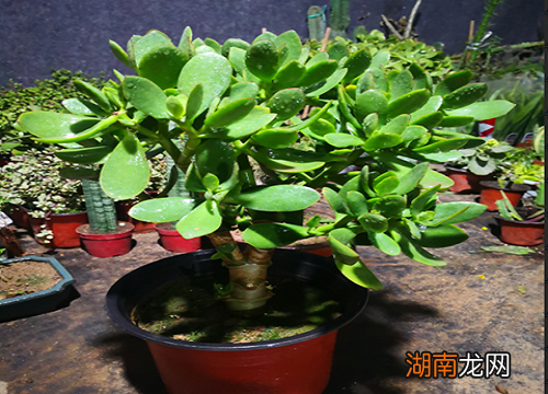 玉树怕冷吗耐寒吗多少度