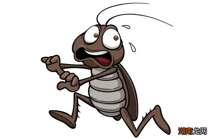 车里有蟑螂怎么办 预防蟑螂小妙招