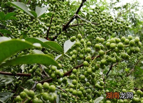 麻椒可以用花椒代替吗为什么