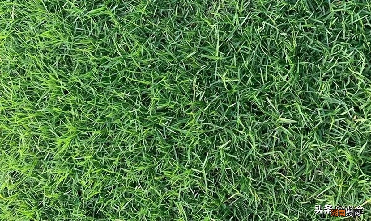 冬季草坪品种推荐 冬季草坪种什么草好