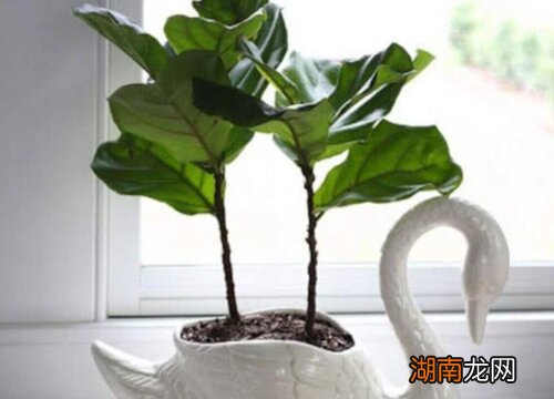 有什么办法补救 琴叶榕叶子下垂什么原因