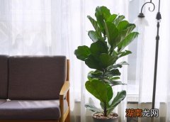 有什么办法补救 琴叶榕叶子下垂什么原因