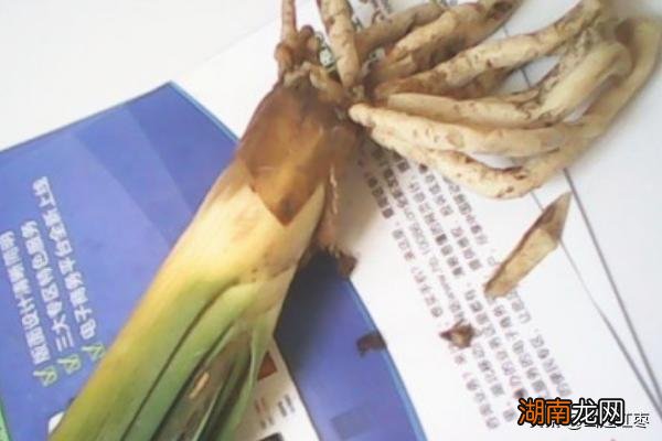 君子兰烂根补救方法 君子兰为什么烂根