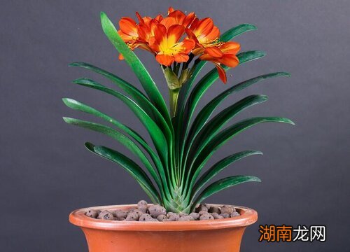 君子兰烂根补救方法 君子兰为什么烂根