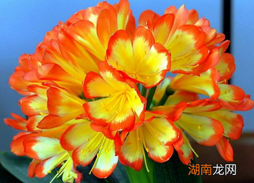 君子兰烂根补救方法 君子兰为什么烂根