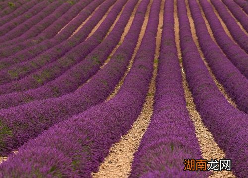 薰衣草代表什么含义和象征意义