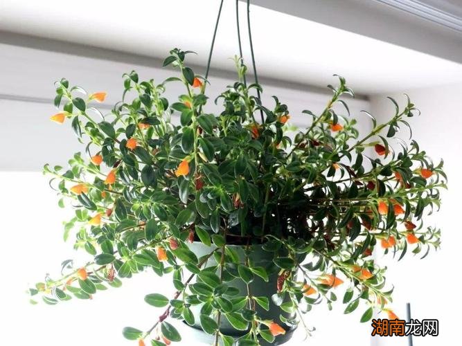 金鱼吊兰可以放卧室养吗有毒吗