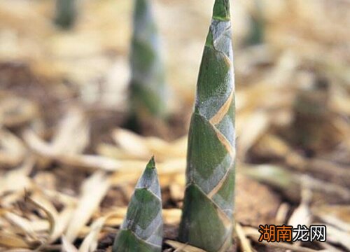 一般竹笋什么时候开始冒出土来 竹笋什么季节长出来