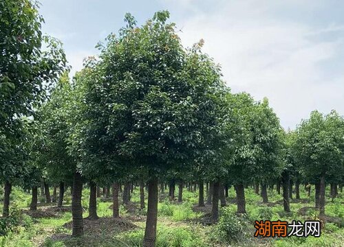 选择哪些树种好看风水又好 庭院绿化树种有哪些