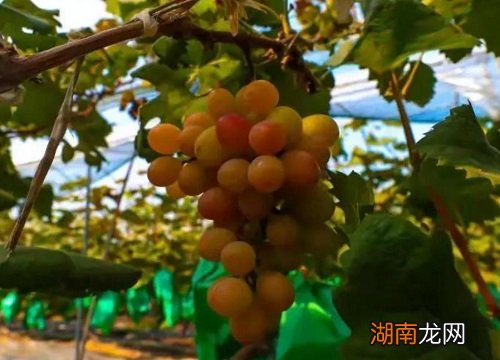 妮娜皇后葡萄优缺点介绍 妮娜皇后葡萄品种介绍