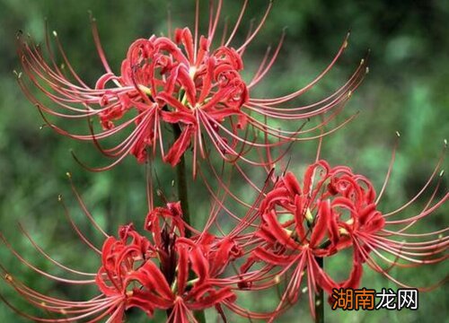 彼岸花的花语含义介绍 彼岸花的真正故事概括