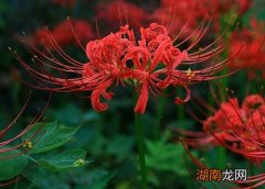 彼岸花的花语含义介绍 彼岸花的真正故事概括