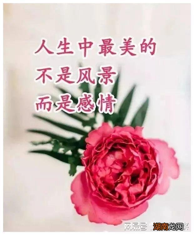 励志情感语录与感悟