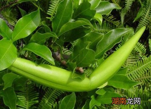 羊角拗的样子及特点 羊角拗毒性有多强